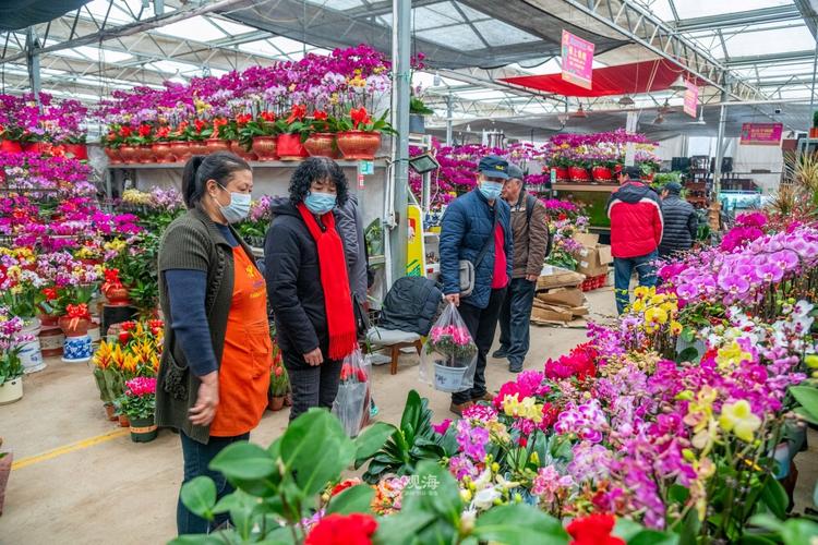 大连普兰店车屯花卉迎春销售热潮 市民购花添年味