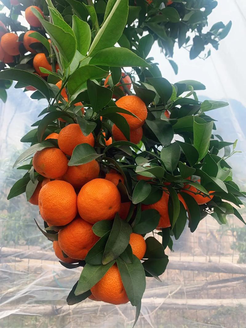 选对砂糖橘，迎接甜蜜新年好运