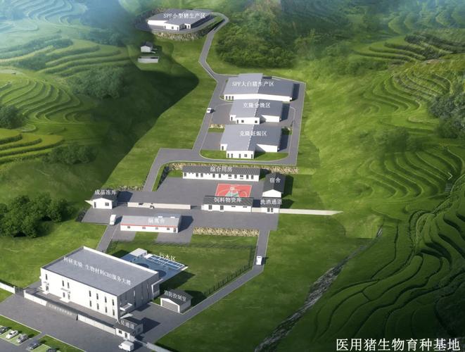 基因编辑技术突破！全球首例猪肝成功替换人类器官