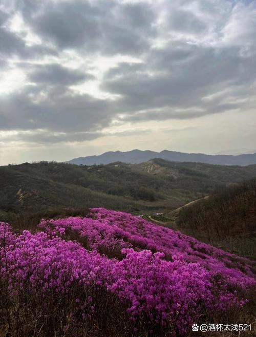 山花烂漫时：春暖花开，探访最美的自然景观与乡村之旅