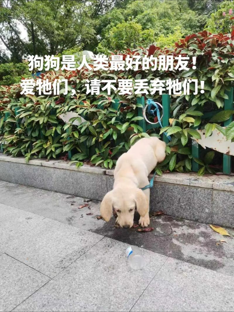 社恐小狗勇敢跨越心结 与主人握手瞬间温馨感人