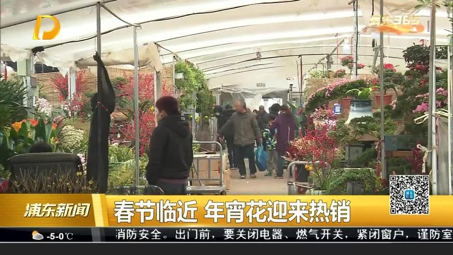 北京年宵花市场供需激增，超种花卉热销迎新春